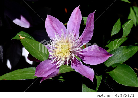 三鷹中原に咲く薄紫のクレマチス 45875371