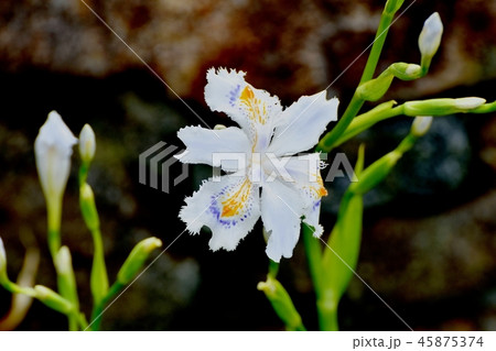 三鷹中原に咲くシャガ 三鷹中原に咲くシャガ 45875374