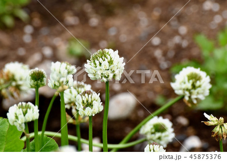 三鷹中原に咲くホワイトクローバー（シロツメクサ） 45875376