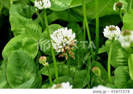 三鷹中原に咲くホワイトクローバー（シロツメクサ） 45875378