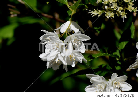 三鷹中原に咲く白いウツギの花 45875379
