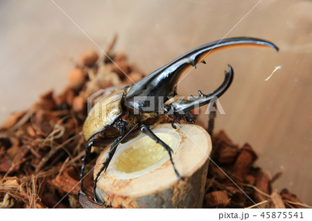 ヘラクレスオオカブトの写真素材