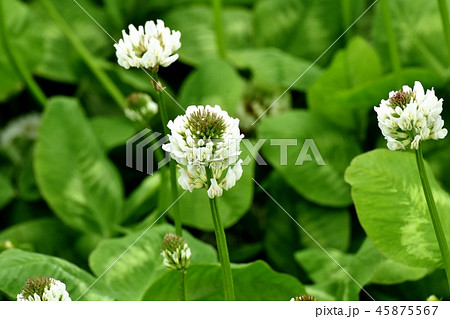 三鷹中原に咲くホワイトクローバー（シロツメクサ）  45875567