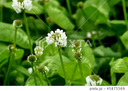 三鷹中原に咲くホワイトクローバー（シロツメクサ）  45875569