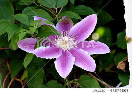 三鷹中原に咲く薄紫色のクレマチス 45875863