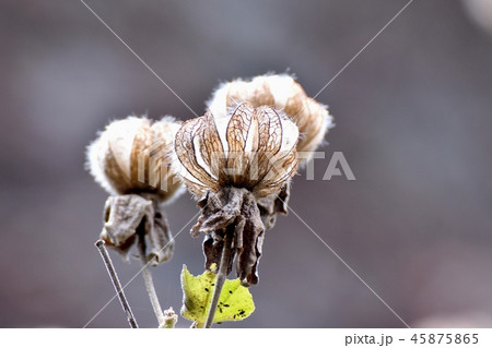 三鷹中原になるフヨウの種鞘 45875865