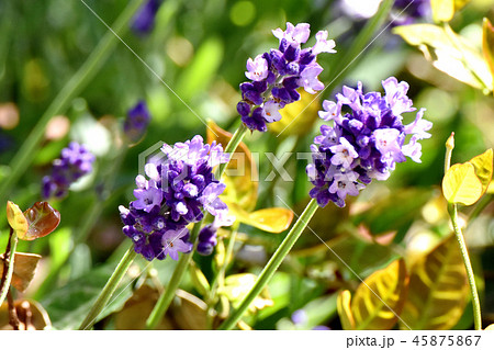 三鷹中原に咲くラベンダー （イングリッシュ系） 45875867