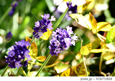 三鷹中原に咲くラベンダー （イングリッシュ系） 45875868
