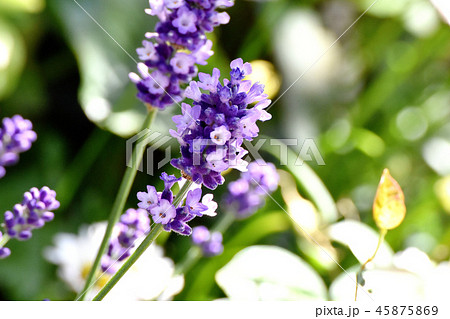 三鷹中原に咲くラベンダー (イングリッシュ系) 三鷹中原に咲くラベンダー (イングリッシュ系) 45875869