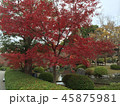 紅葉 45875981