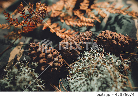 Conifer cone And fern in the jungle,Hand is holdin Conifer cone And fern in the jungle,Hand is holdin 45876074