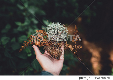 Conifer cone And fern in the jungle,Hand is holdin Conifer cone And fern in the jungle,Hand is holdin 45876076