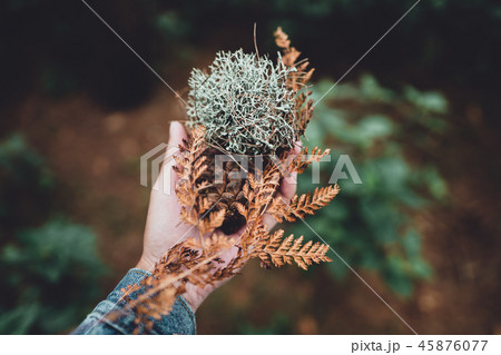 Conifer cone And fern in the jungle,Hand is holdin Conifer cone And fern in the jungle,Hand is holdin 45876077