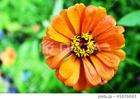 Flowers bloom, rain water has a beautiful appearan 45876083
