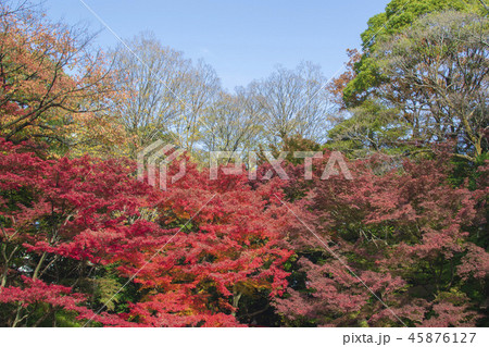 紅葉の季節 小石川後楽園 45876127