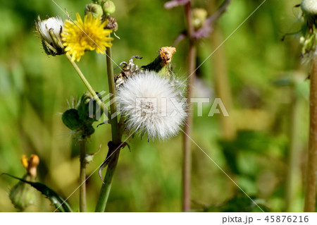 三鷹中原に咲くノゲシの冠毛(ワタゲ) 三鷹中原に咲くノゲシの冠毛(ワタゲ) 45876216
