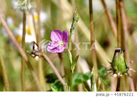 三鷹中原に咲くユウゲショウ（アカバナユウゲショウ） 45876221