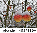 Snow falls on ripe apples hanging on branches. 45876390