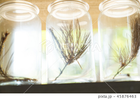 植物 工場 プランツ 45876463