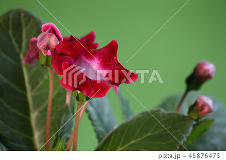 red flyspecked flowers gloxinia 45876475