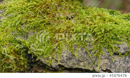 living green moss 45876476