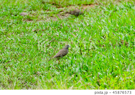 Geopelia striata on the green lawn 45876573