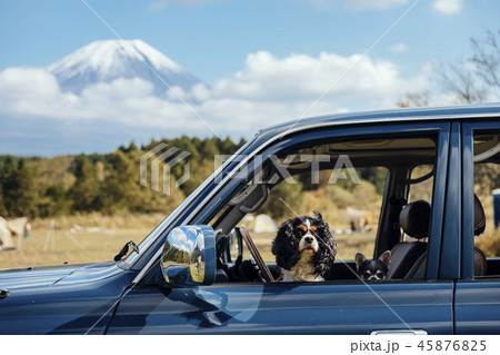 車の窓からこちらを見ている2匹の犬 45876825