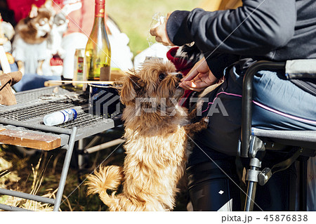 キャンプ場でおやつをもらう犬/チワプー キャンプ場でおやつをもらう犬/チワプー 45876838