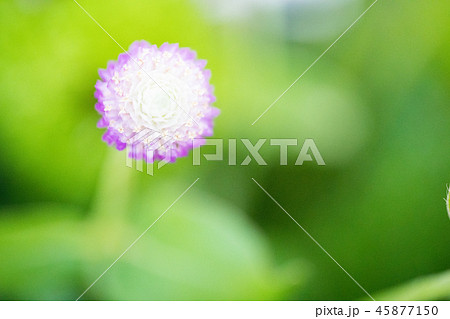 千日紅 センニチコウ 千日草 45877150