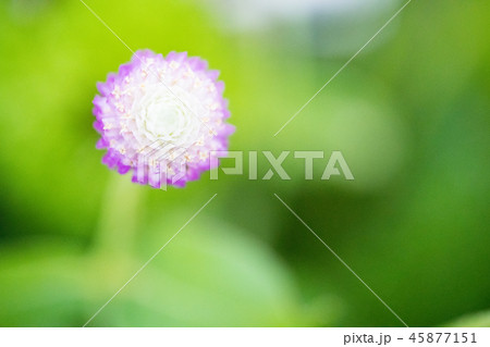 千日紅 センニチコウ 千日草 45877151