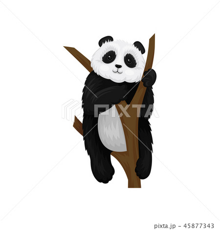 Adorable fluffy panda sitting on brown tree branch. Black and white bamboo bear with cute muzzle 45877343
