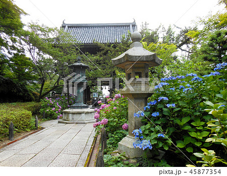 善峯寺の山門と紫陽花 善峯寺の山門と紫陽花 45877354