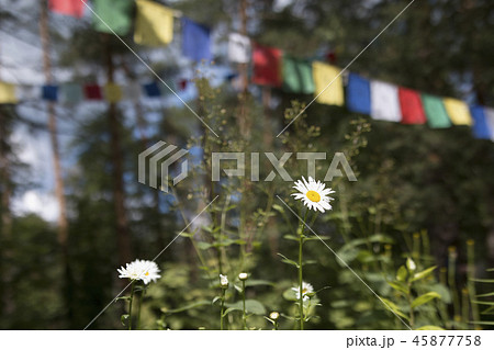 Chamomile in pine forest and Colorful prayer flags 45877758