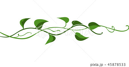 Twisted wild liana branch. Twisted wild liana branch. 45878533