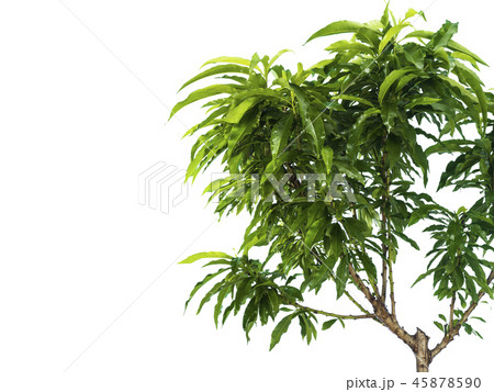 Peach branch without fruits on a white background Peach branch without fruits on a white background 45878590