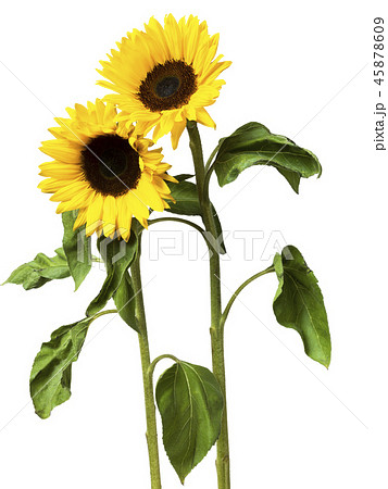 Sunflower flower on white background 45878609