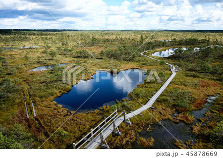 Swamp of Kemeri National Park in Latvia 45878669