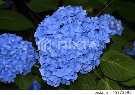 多数の青色の装飾花を備えるアジサイの手毬咲きの花房をクローズアップで撮影した写真 45878696