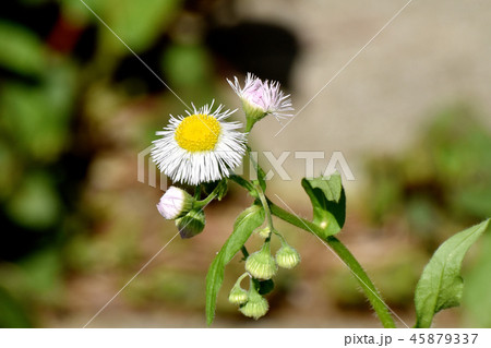 三鷹中原に咲くハルジオン 45879337