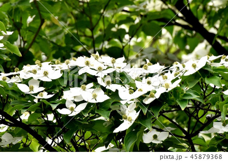 三鷹中原に咲く白いヤマボウシの花 三鷹中原に咲く白いヤマボウシの花 45879368