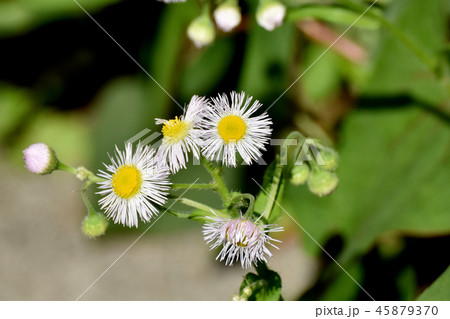 三鷹中原に咲くハルジオン 45879370