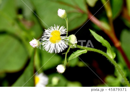 三鷹中原に咲くハルジオン 45879371