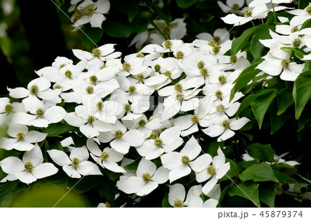 三鷹中原に咲く白いヤマボウシの花 45879374