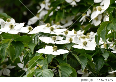 三鷹中原に咲く白いヤマボウシの花 三鷹中原に咲く白いヤマボウシの花 45879375
