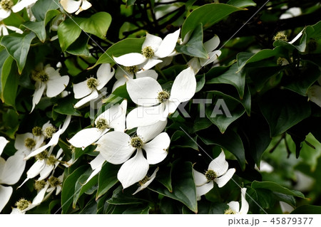 三鷹中原に咲く白いヤマボウシの花 三鷹中原に咲く白いヤマボウシの花 45879377