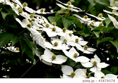 三鷹中原に咲く白いヤマボウシの花 三鷹中原に咲く白いヤマボウシの花 45879378