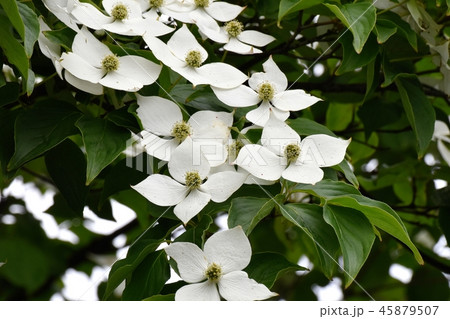 三鷹中原に咲く白いヤマボウシの花 三鷹中原に咲く白いヤマボウシの花 45879507