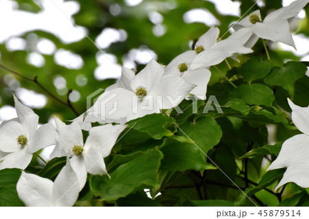 三鷹中原に咲く白いヤマボウシの花 三鷹中原に咲く白いヤマボウシの花 45879514