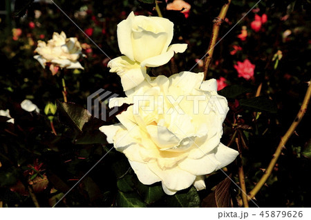 京成バラ園 京成薔薇園 京成バラ園 京成薔薇園 45879626