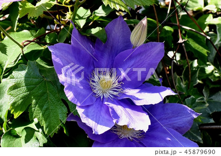 三鷹中原に咲く紫色のクレマチス 45879690